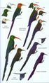 Birds of Western Africa 2. Ed -Borrow, N. & Demey, R. 2014